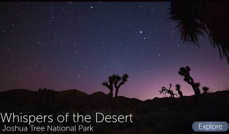 Joshua Tree at Night